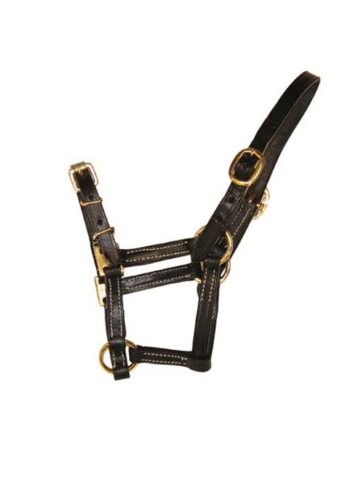 Licol en cuir pour poulain HFI