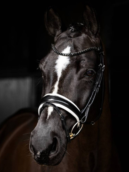 Bridon dressage Kudos Patent LeMieux Bridon dressage Kudos Patent LeMieux