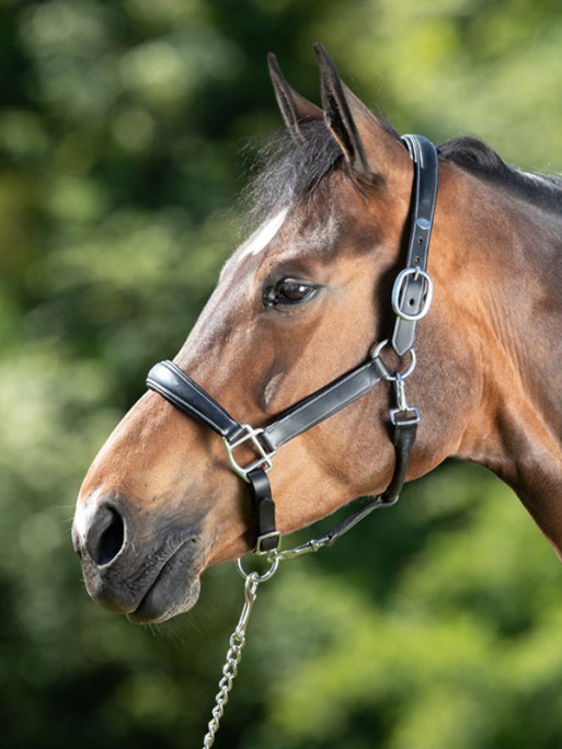 Licol grooming halter HFI Licol grooming halter HFI