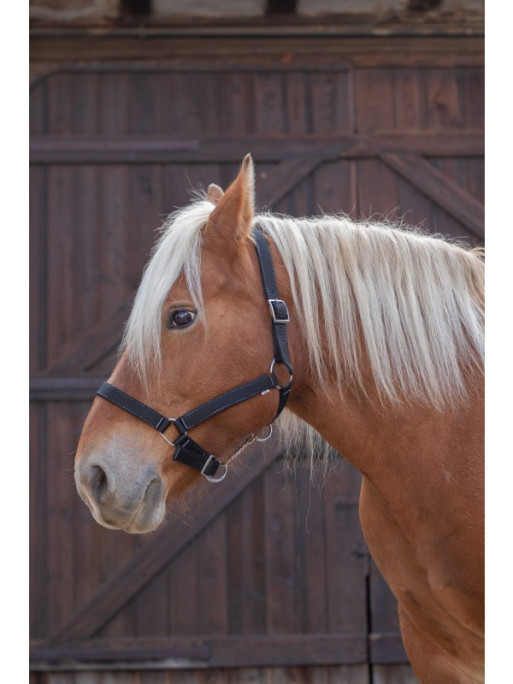 Licol cheval de trait Norton Licol cheval de trait Norton