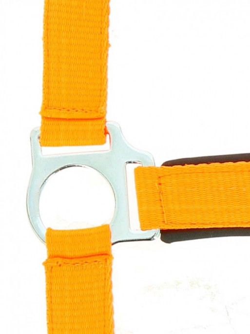 Licol Fluo Norton