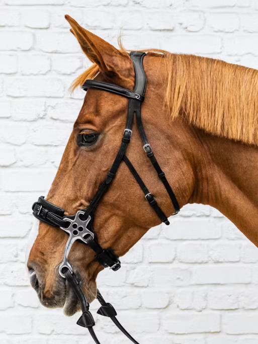 Hackamore New English Collection Dy'on
