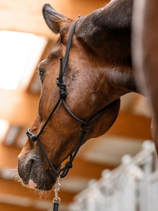 Licol à noeuds avec anneau mobile Waldhausen