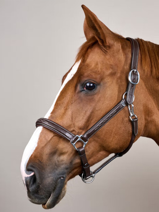 Licol en cuir Fancy Working by Dy'on