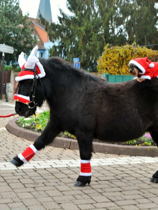 Bonnet de Noël Equi-Thème