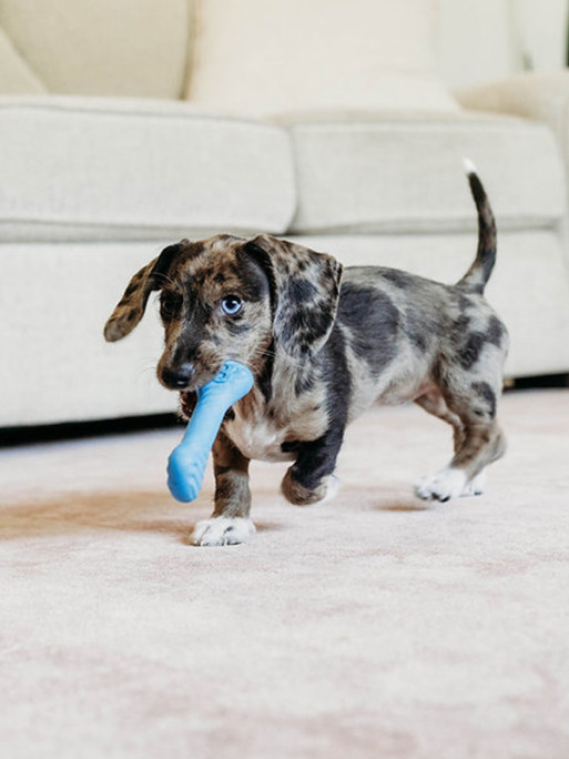 Jouets à mâcher x2 Wishbone Bacon chiot Benebone