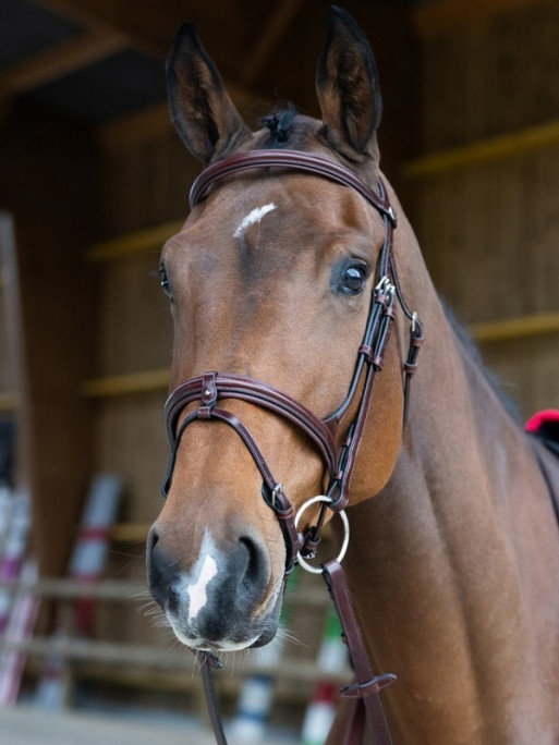 Bridon Evolution muserolle combinée Origin Jump'In