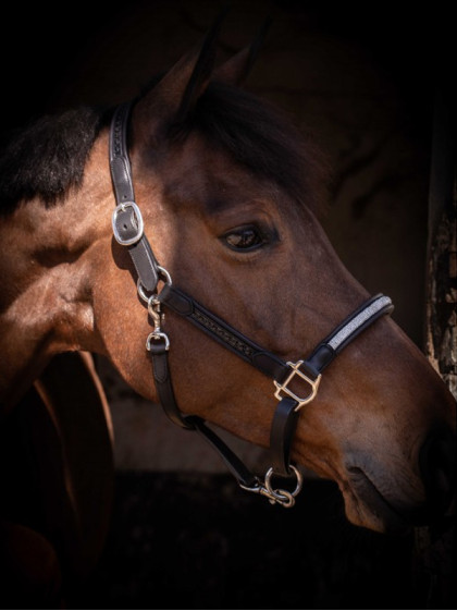 Licol en cuir Harmonie Pénélope