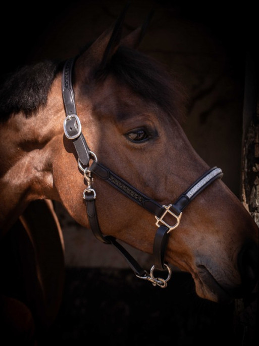 Licol en cuir Harmonie Pénélope