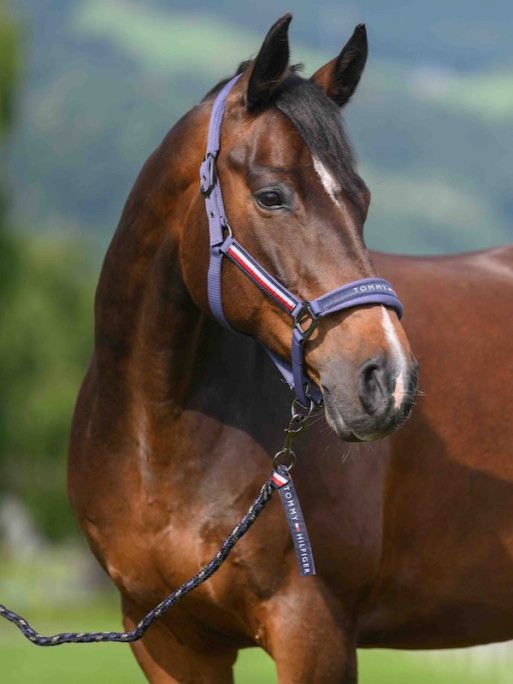 Licol + longe Yale SS26 Tommy Hilfiger Equestrian