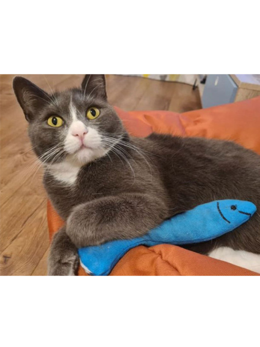Jouet sardine 19.8cm King Catnip