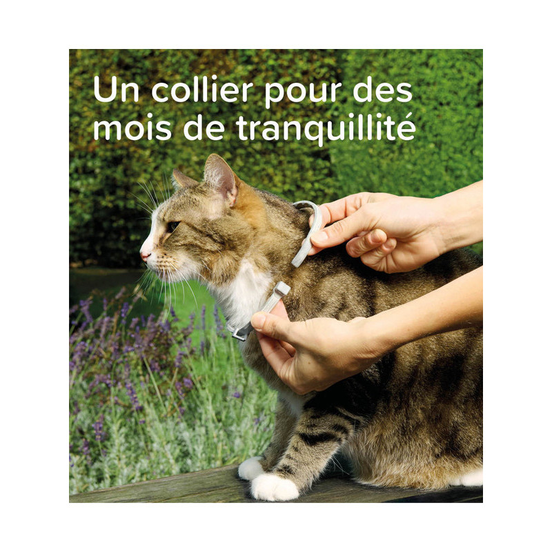 Collier médicamenteux 1.25g + 056g chat Beaphar