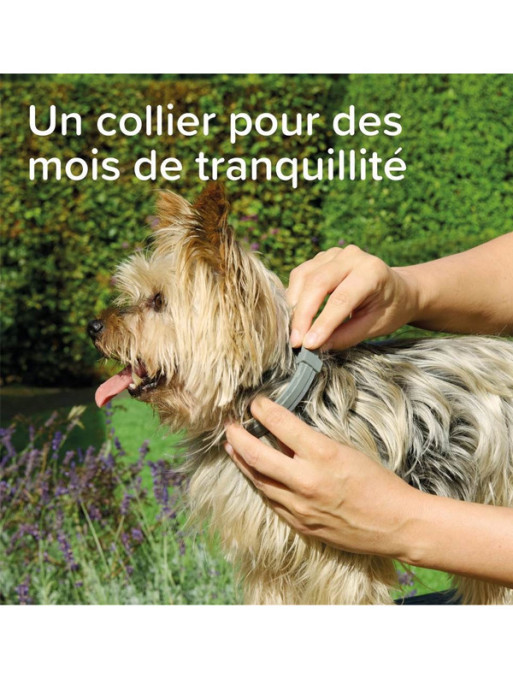 Collier médicamenteux 4.5g + 2.03g chien Beaphar