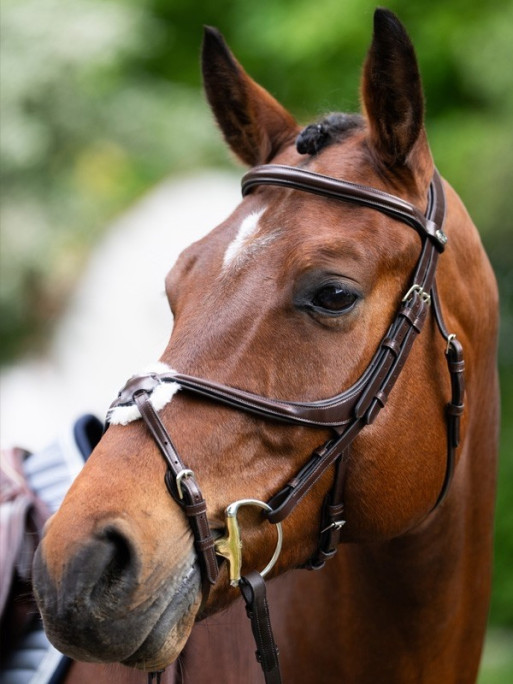 Bridon Evolution muserolle croisée Origin Jump'In