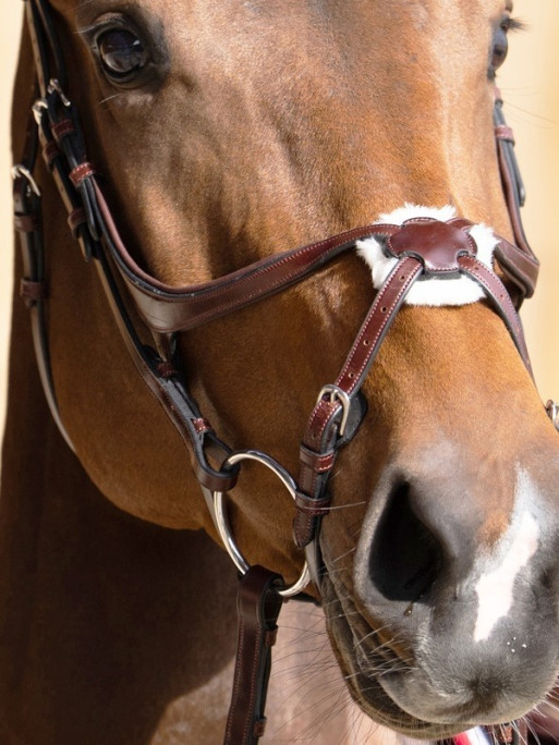 Bridon Evolution muserolle croisée Origin Jump'In
