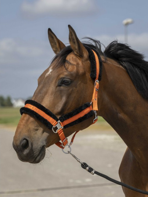 Licol nylon mouton Equi-Thème