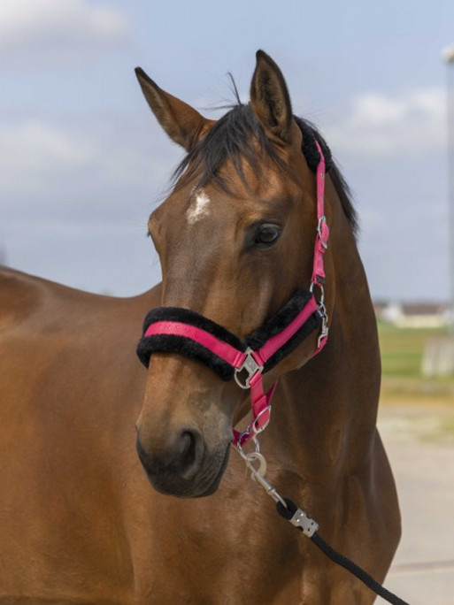 Licol nylon mouton Equi-Thème