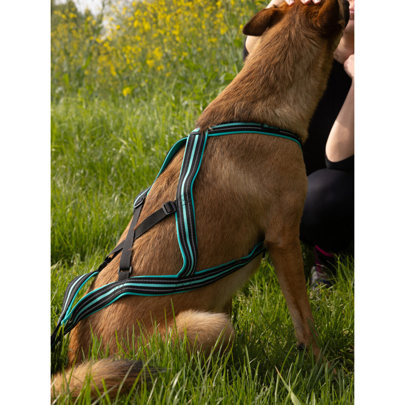 Harnais Olympia Cani Gear