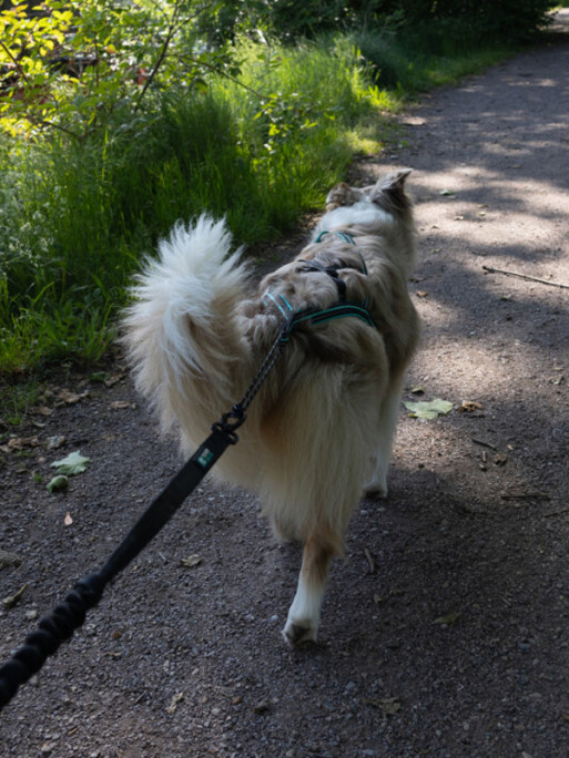Harnais Olympia Cani Gear