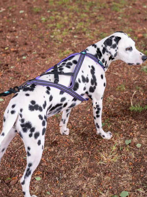 Harnais Olympia Cani Gear