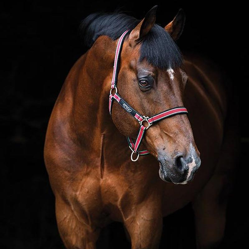 Licol Amigo Horseware