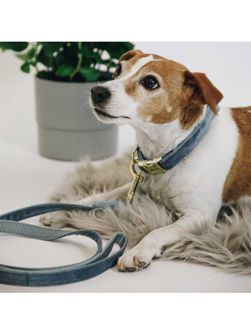 Collier chien velour Velvet Kentucky Collier chien velour Velvet Kentucky