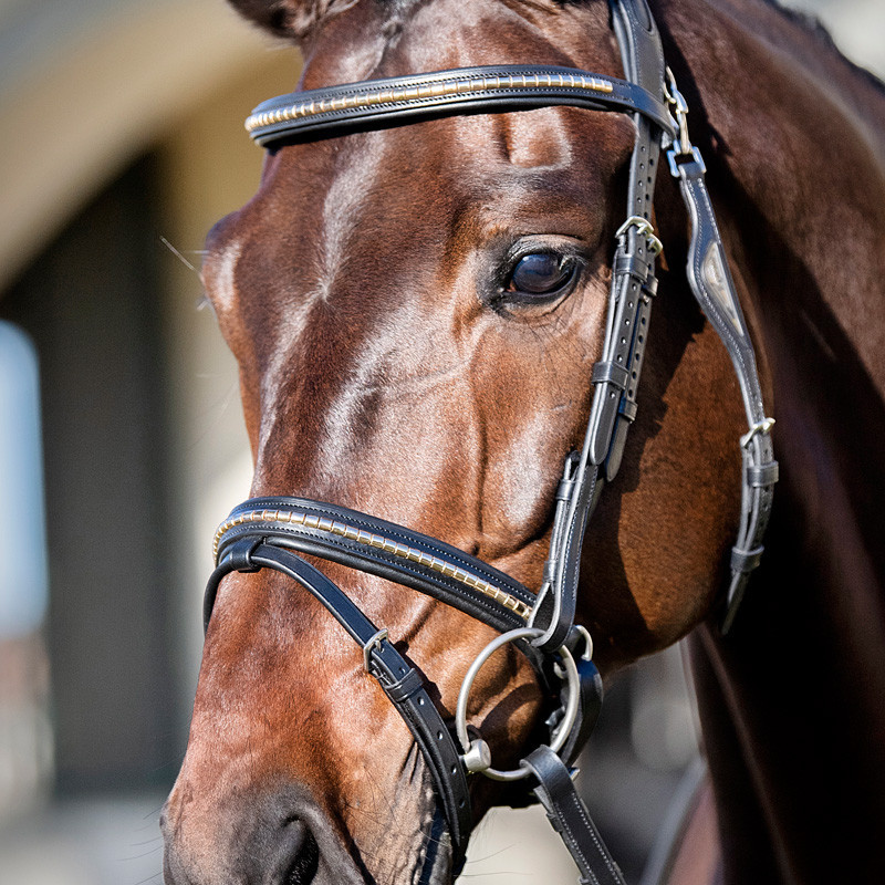 Muserolle combinée clincher doré Equiline portée 3