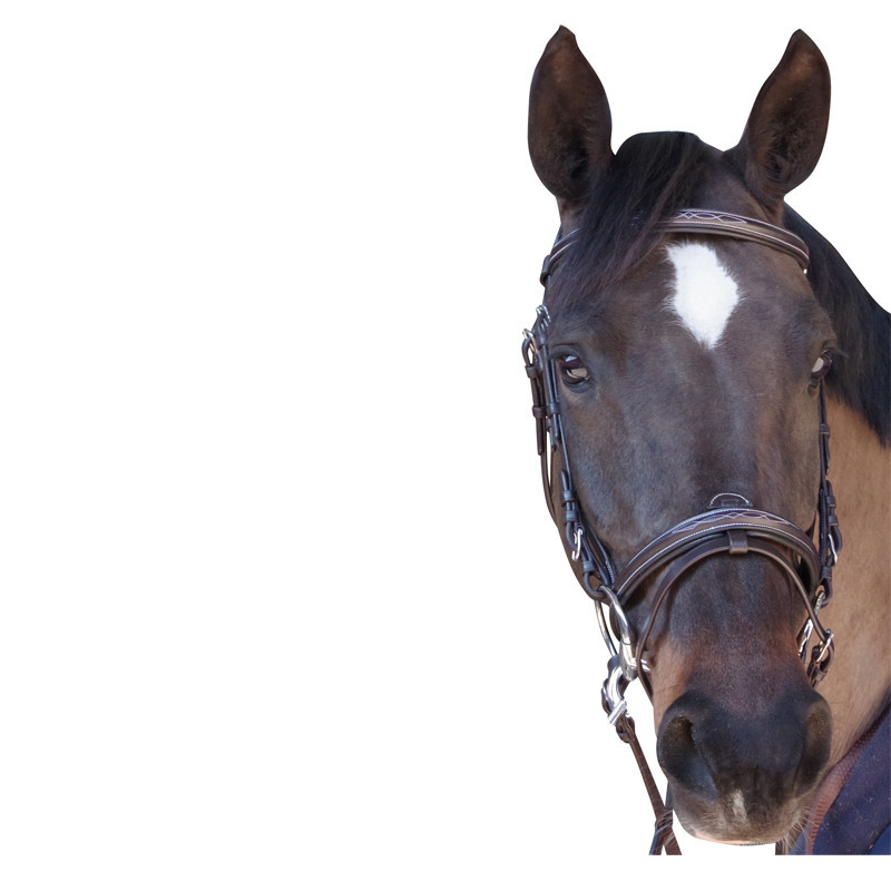 Bridon surpiqué Canter marron face