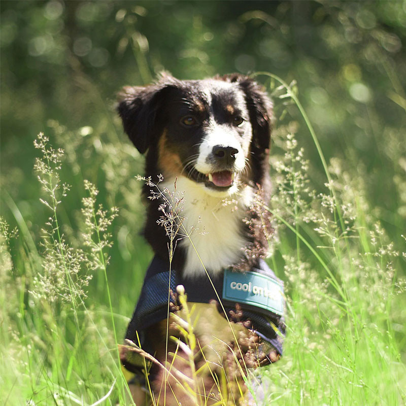 Manteau raffraîchissant pour chien Back On Track