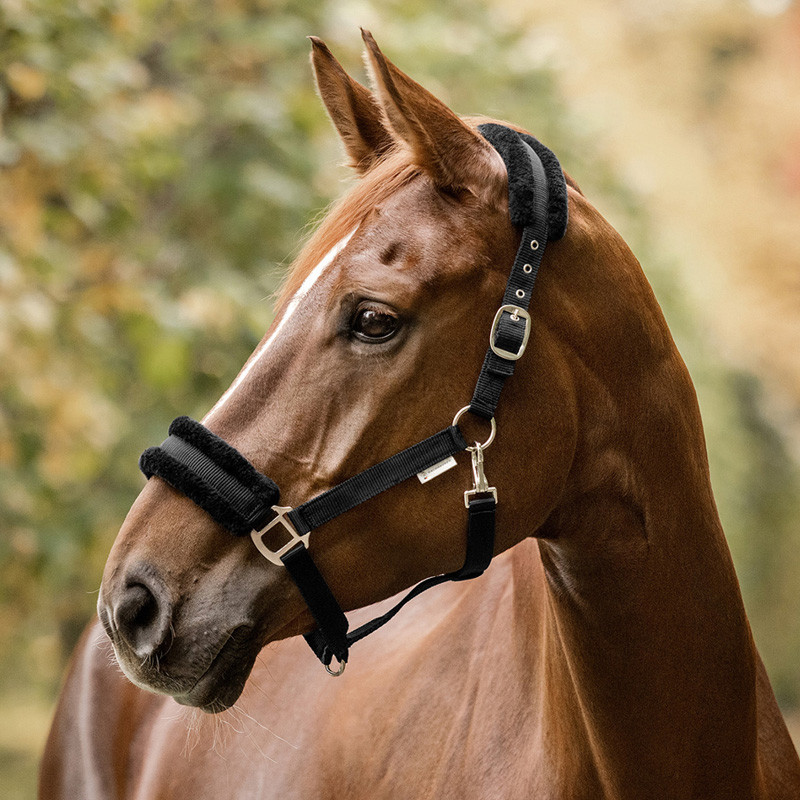 Licol First Waldhausen