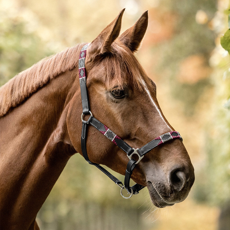 Licol en cuir Polo Waldhausen