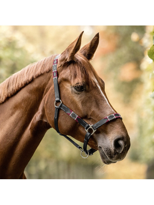 Licol en cuir Polo Waldhausen