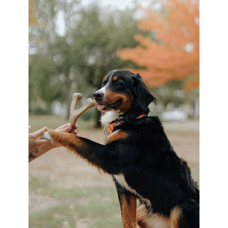 Jouet à mâcher Wishbone Benebone