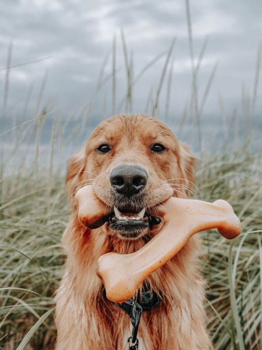 Jouet à mâcher Wishbone Benebone