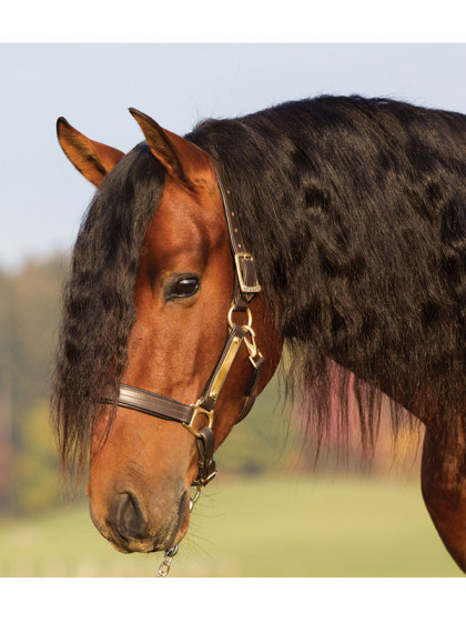 Licol en cuir rembourré Horseware