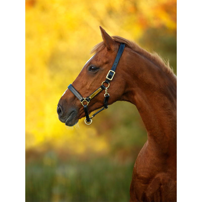 Licol en cuir rembourré Horseware