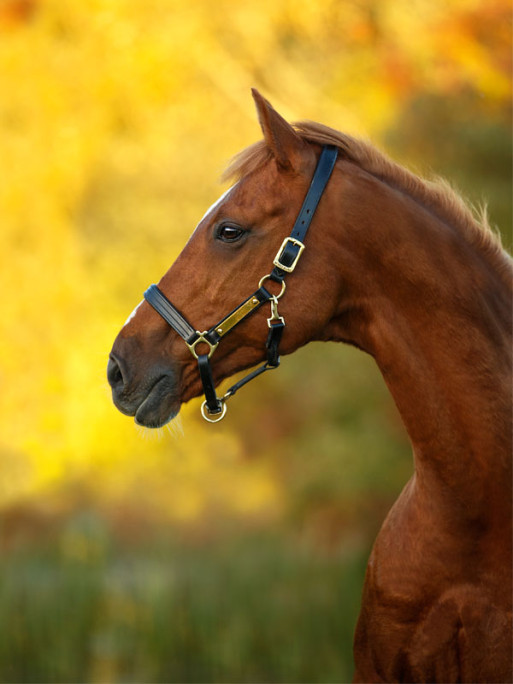 Licol en cuir rembourré Horseware