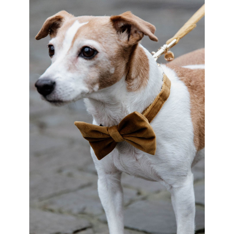 Noeud papillon velvet Kentucky