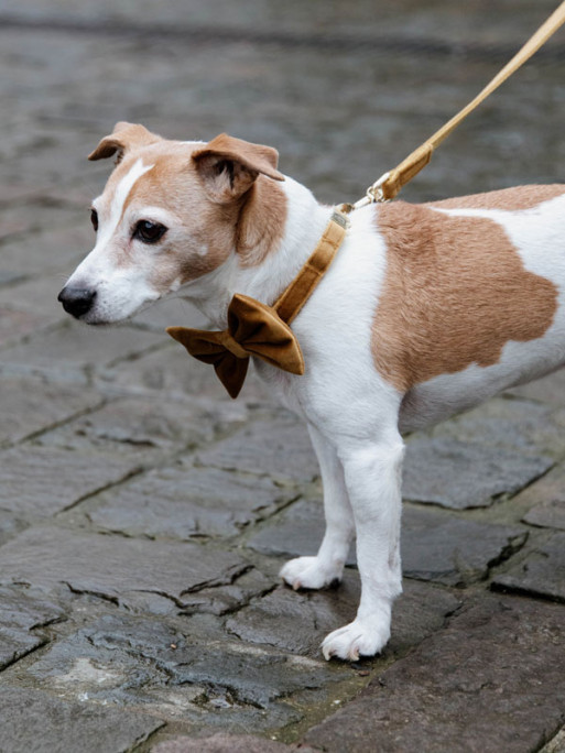 Noeud papillon velvet Kentucky