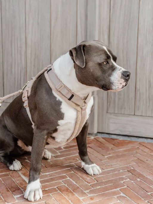Harnais pour chien Active Teddy Fleece Kentucky